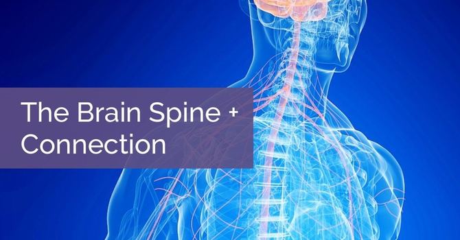 The Brain + Spine Connection image